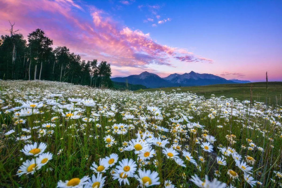 A wide field of blooming daisies stretches towards a distant mountain range, all lit by the warm hues of a colorful sunset. The landscape invites leisurely strolls and celebrates the picturesque beauty of the Telluride valley floor.